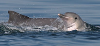 guyana-delfin-boto-cinza.jpg