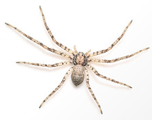 tiny-crab-spider-philodromus-praelustris