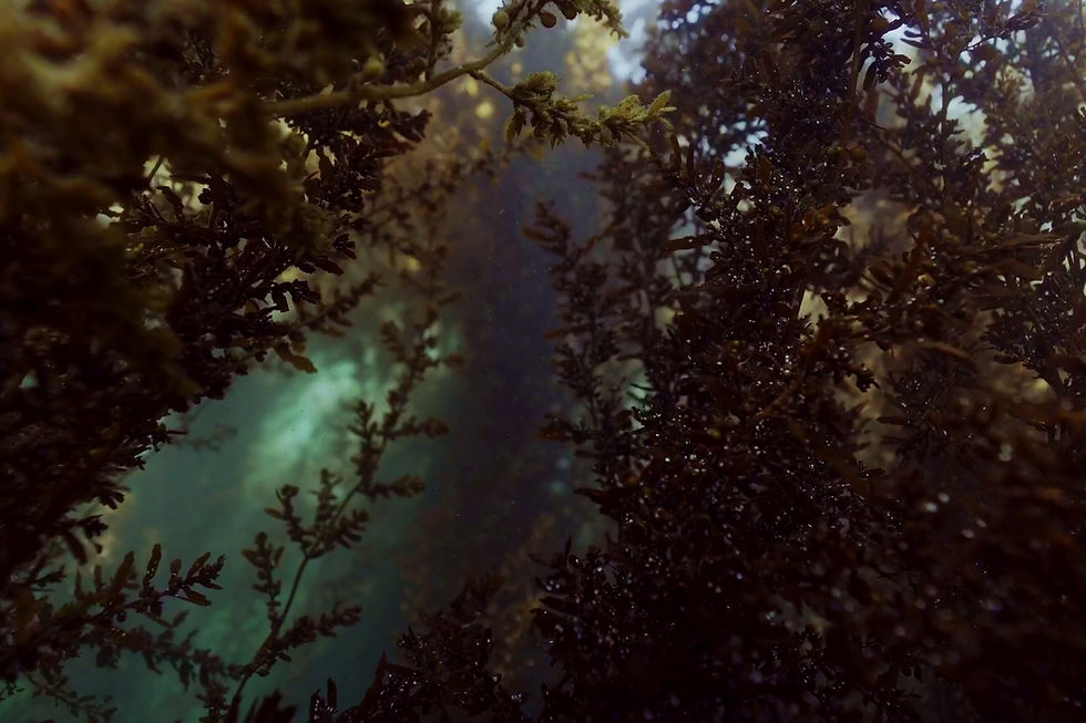 Step into the Sea