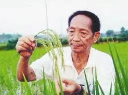 悼念袁隆平院士