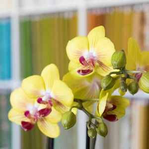 Super Bloom – Block 3