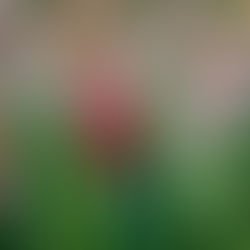 MSU – Scrappy Quilts and a Sneak Peek