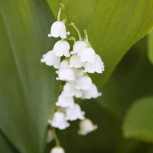 Mothers Day and Silhouette Challenge Album