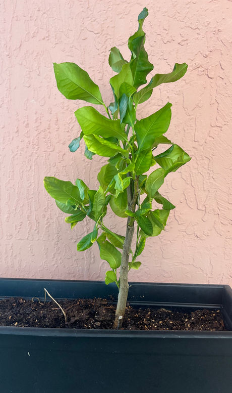 HELP ! I love fruit. Tossed some seeds in soil and this popped up ! ! Navel Orange or Grapefruit ? ?