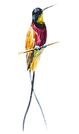 Aquarelle Bird 1