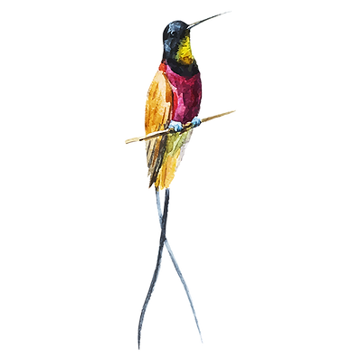 Vogel 1