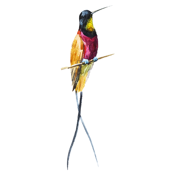 Pájaro de la acuarela 1