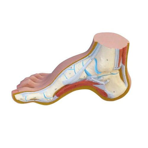 الصورة المصغرة: MEDart™ Foot Series – Normal, Flat and Hollow Feet