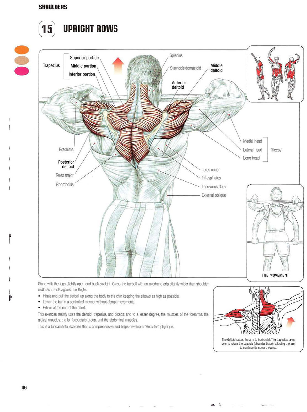 الصورة المصغرة: Strength Training Anatomy
