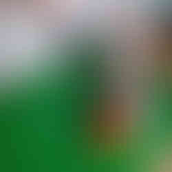 A person makes a slice in the side of a tomato using a kitchen knife.