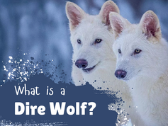 What is a Dire Wolf? A Beginner's Guide