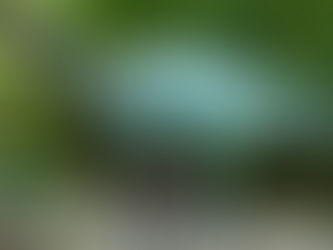 What was an Iguanodon? - A Quick Guide for Kids