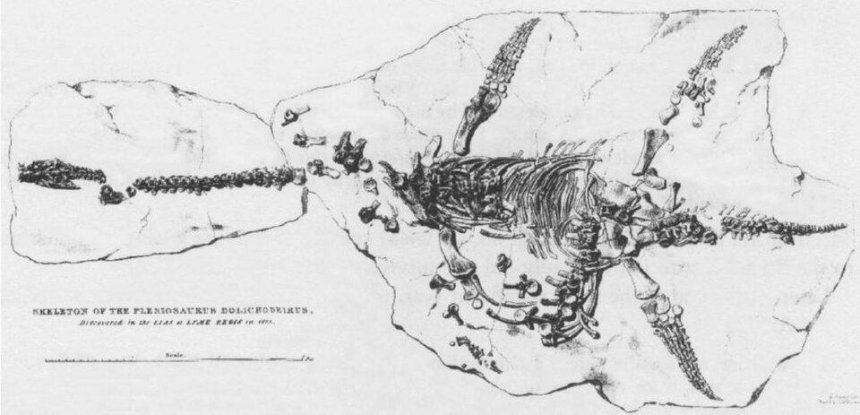 Black-and-white fossil illustration of a plesiosaur skeleton on rock, labeled Skeleton of the Plesiosaurus dolichodeirus.