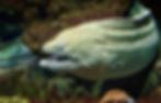 Spotted eel with an open mouth swimming near coral in an aquarium, showcasing its patterned skin. The background is dark and rocky.