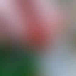 A tomato is squeezed into a jar containing salt mixture.