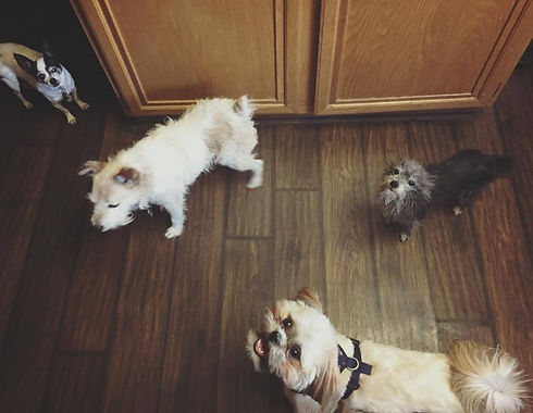 Doggie Daycare