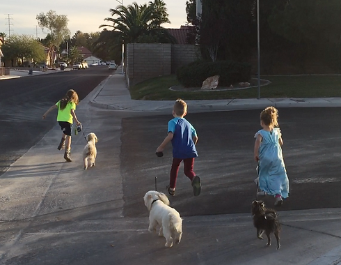 Dog Walking