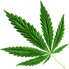 medical-cannabis-packaging-gt-shiny-sunshine-25111.png