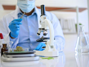 Escape the Dangers: Trust Regulated Medical Cannabis in Thailand for Effective Treatment