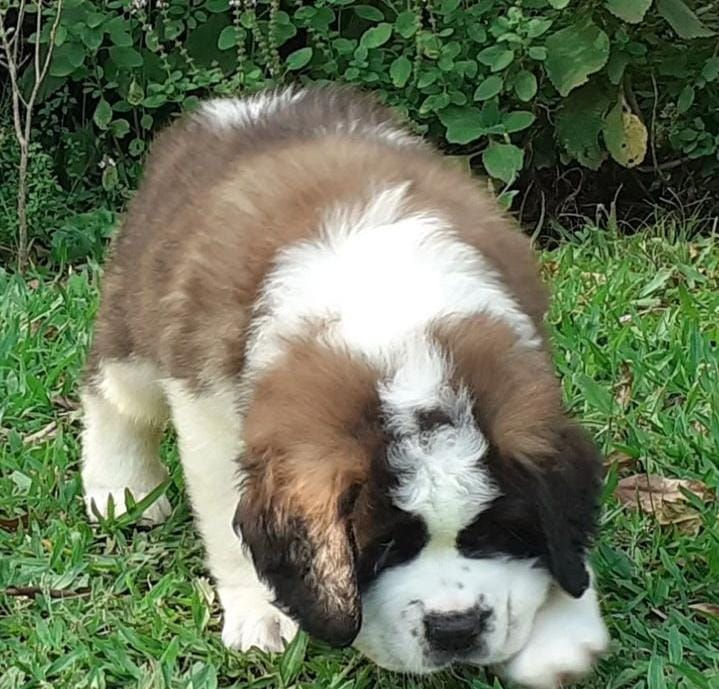 Miniatura: San Bernardo