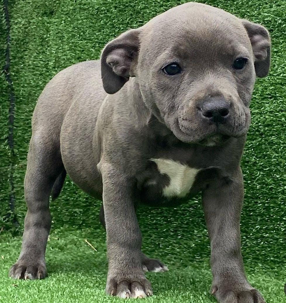Miniatura: American Bully
