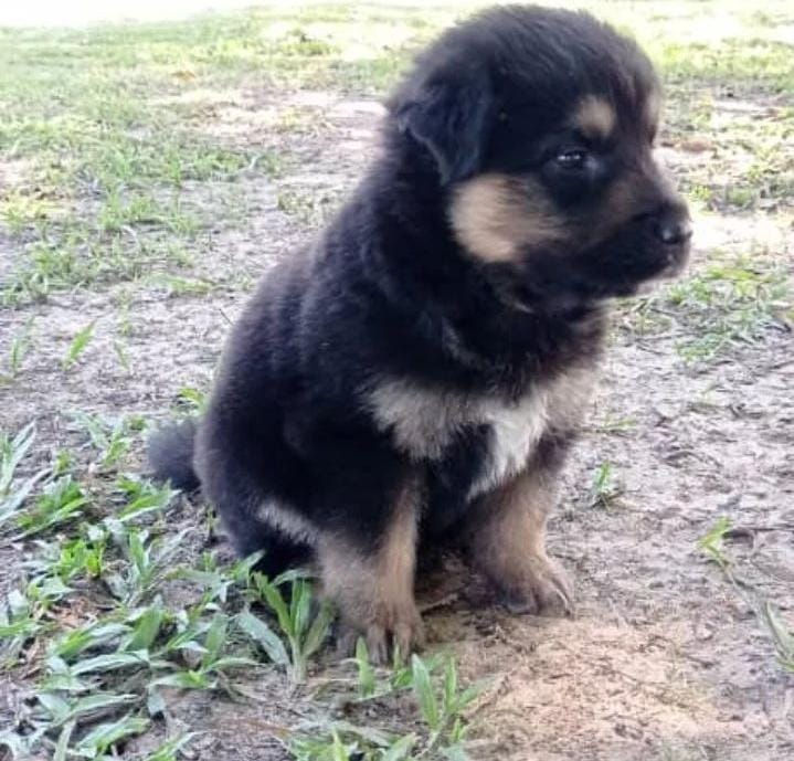 Miniatura: Pastor Alemán