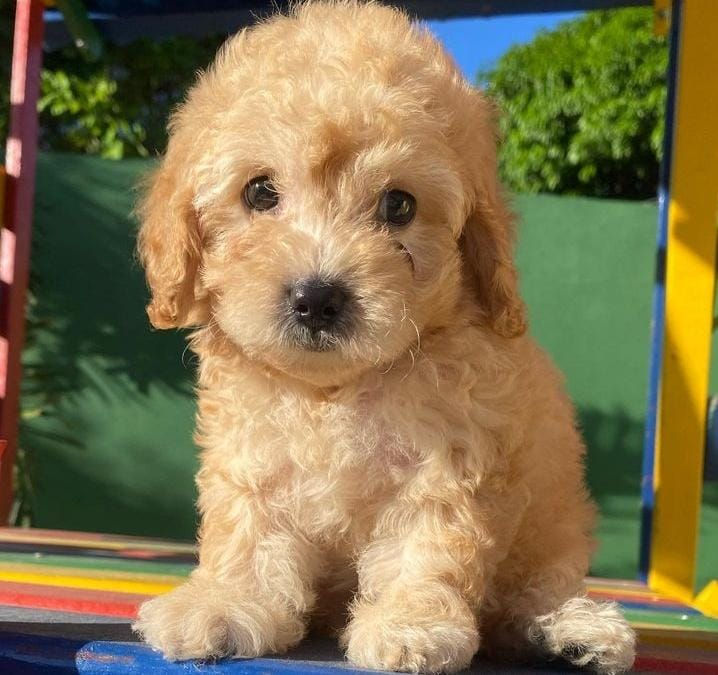 Miniatura: Poodle Champan