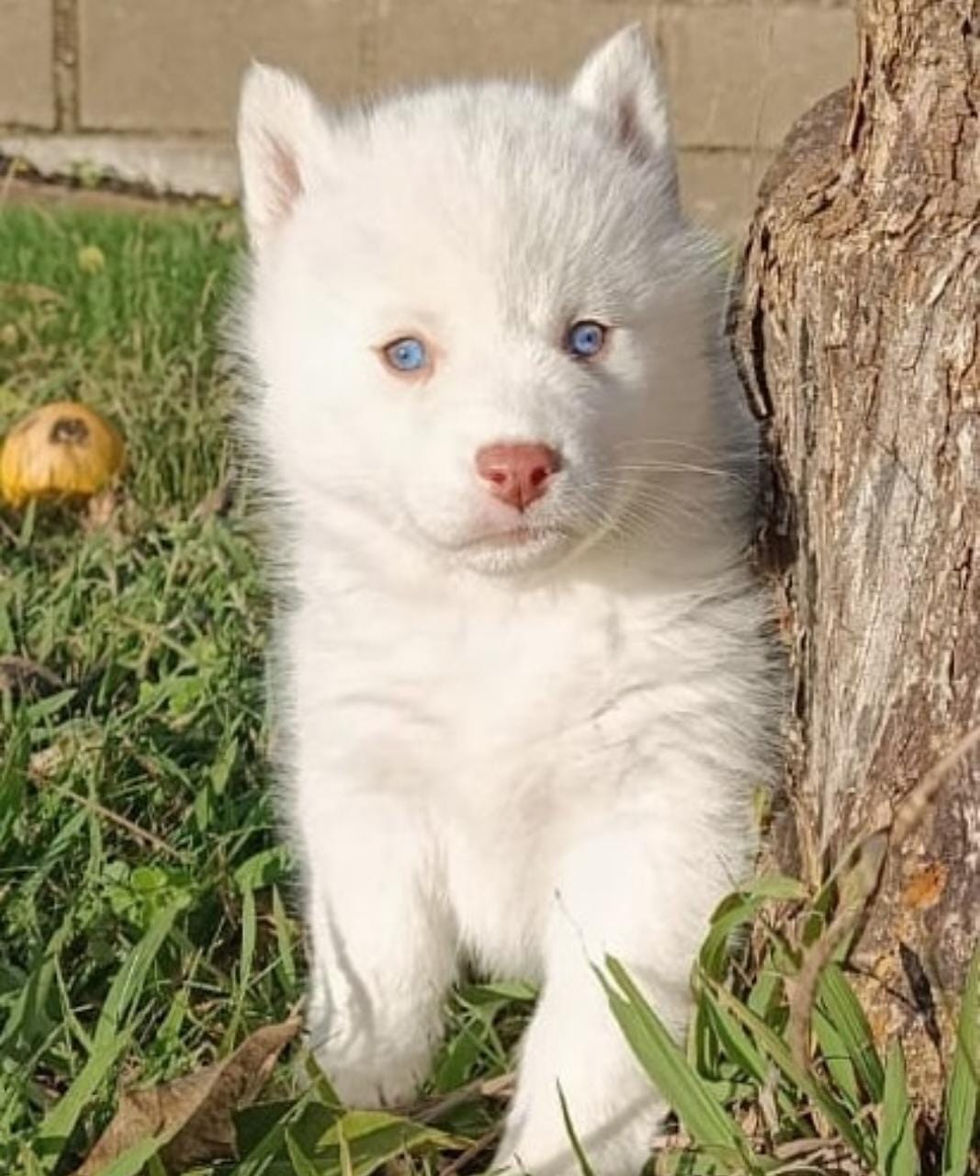 Miniatura: Husky Siberiano