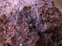 Black Widow Under A Brick