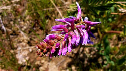 Mountain Lupine