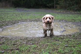 DSC_7596_edited.jpg