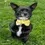 Thumbnail: Organic Pet Bow Tie