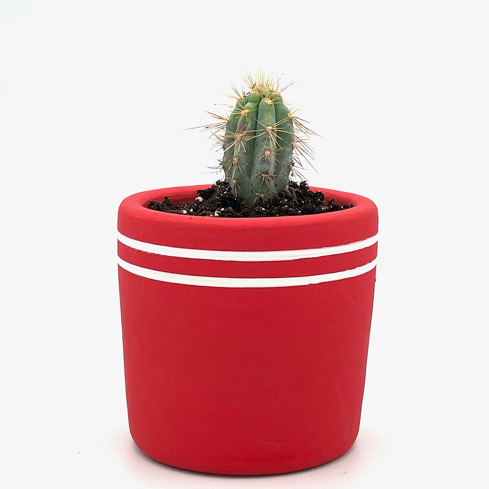 Thumbnail: Cheery Ceramic Planters
