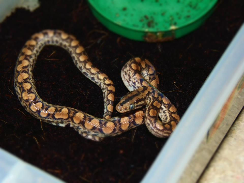 E.c.maurus (Kolumbijska dugina boa)