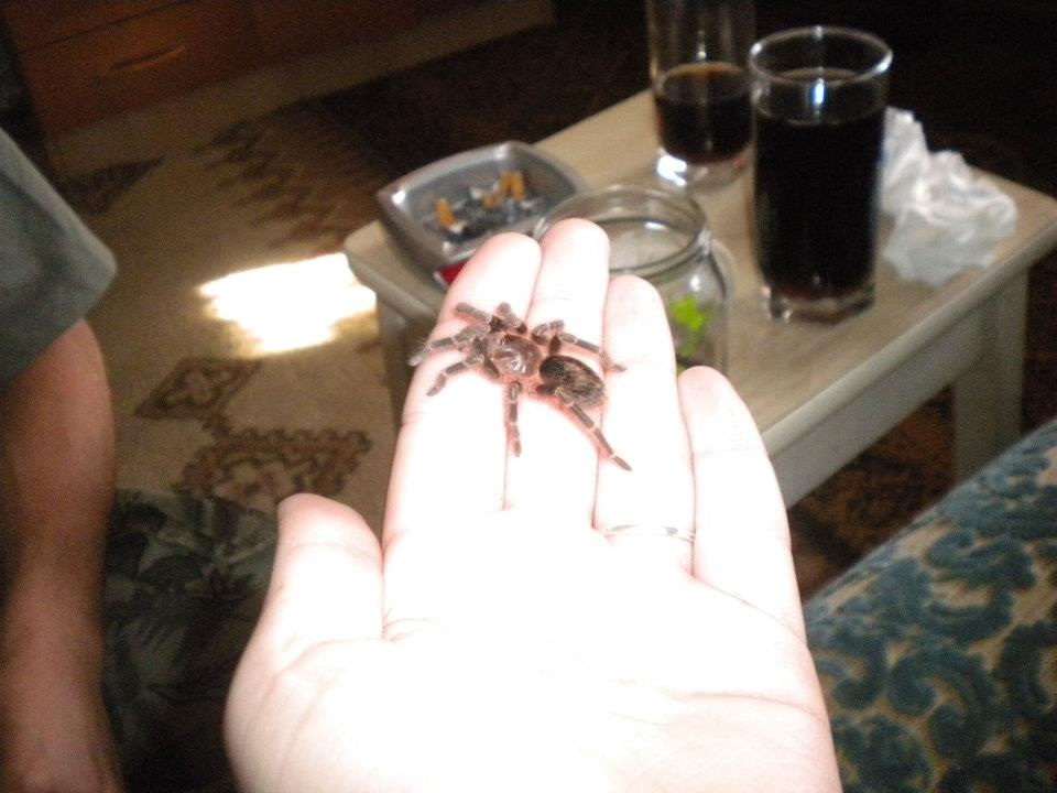 G.pulchripes