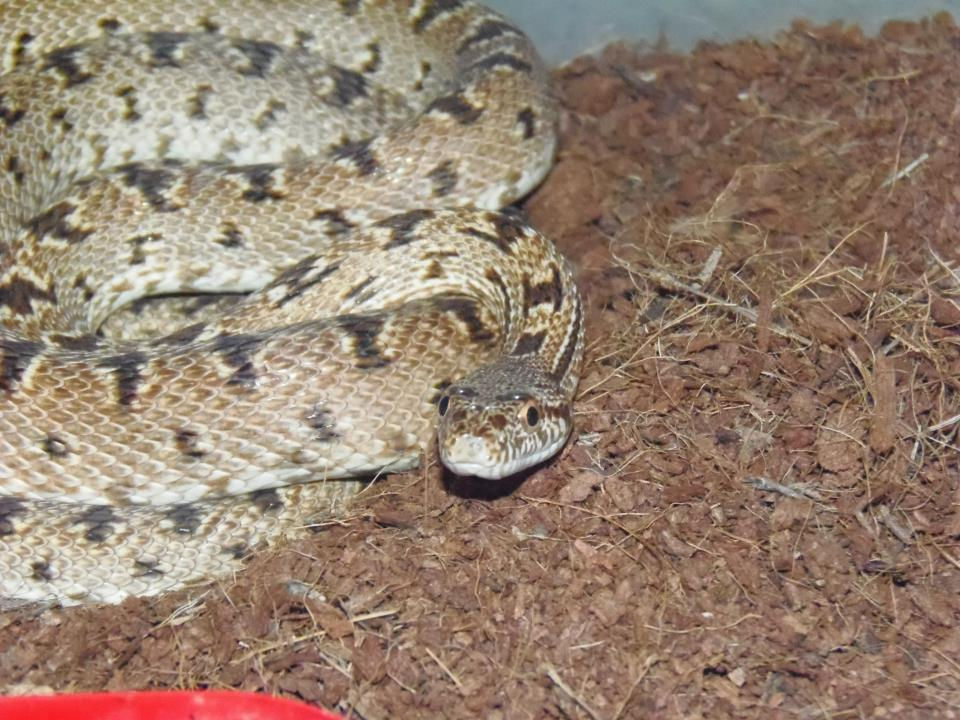 S.diadema