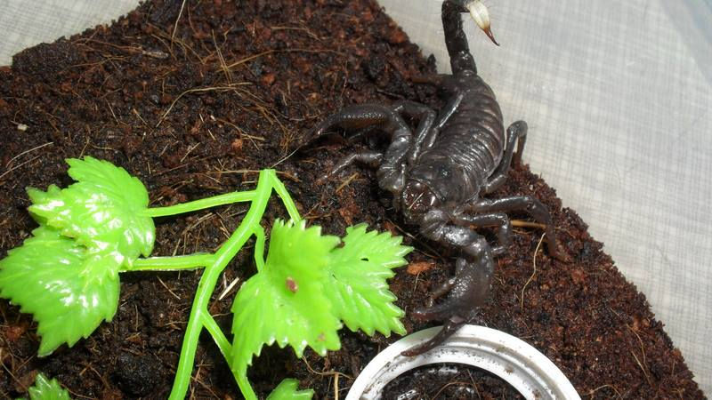 P.imperator