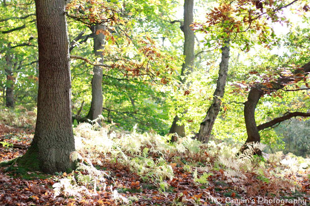 Why trees? What do woodlands do for children's play?