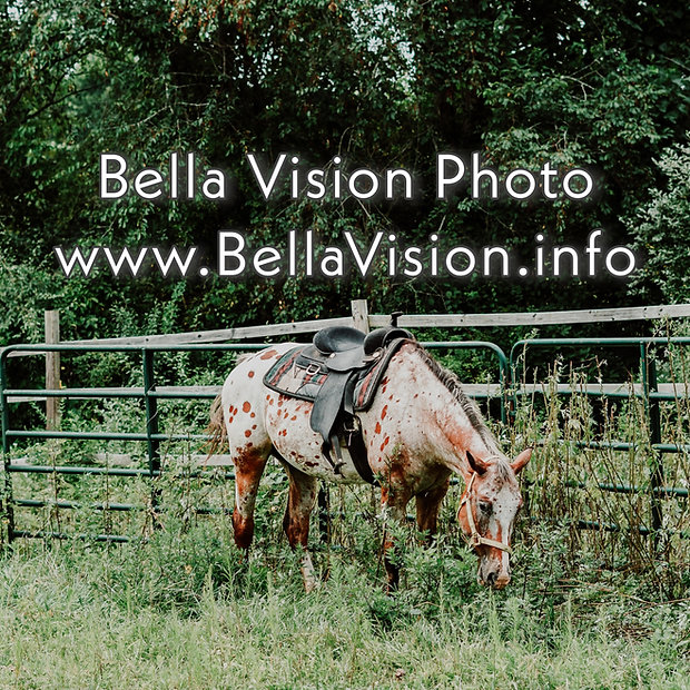 Bella Vision logo.jpeg
