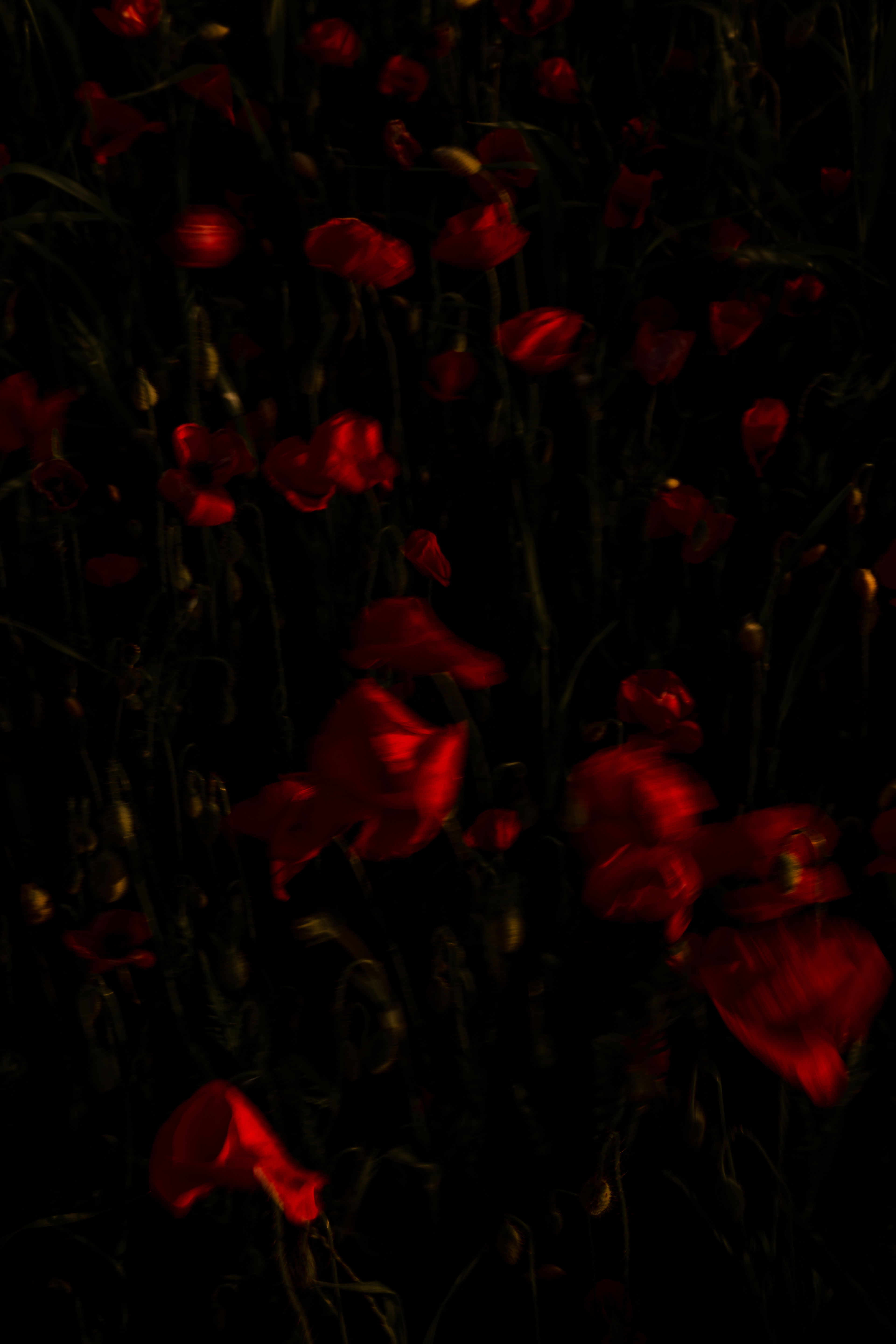 COQUELICOT