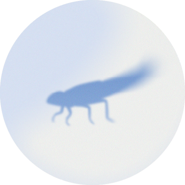 Bulle_Larve_edited.png