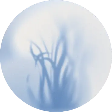 Bulle_Herbe.webp