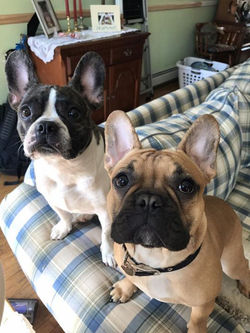 Koopa and Bodie