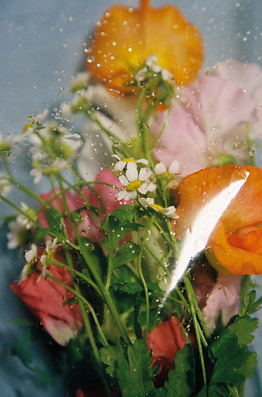 Alba_cover.jpg