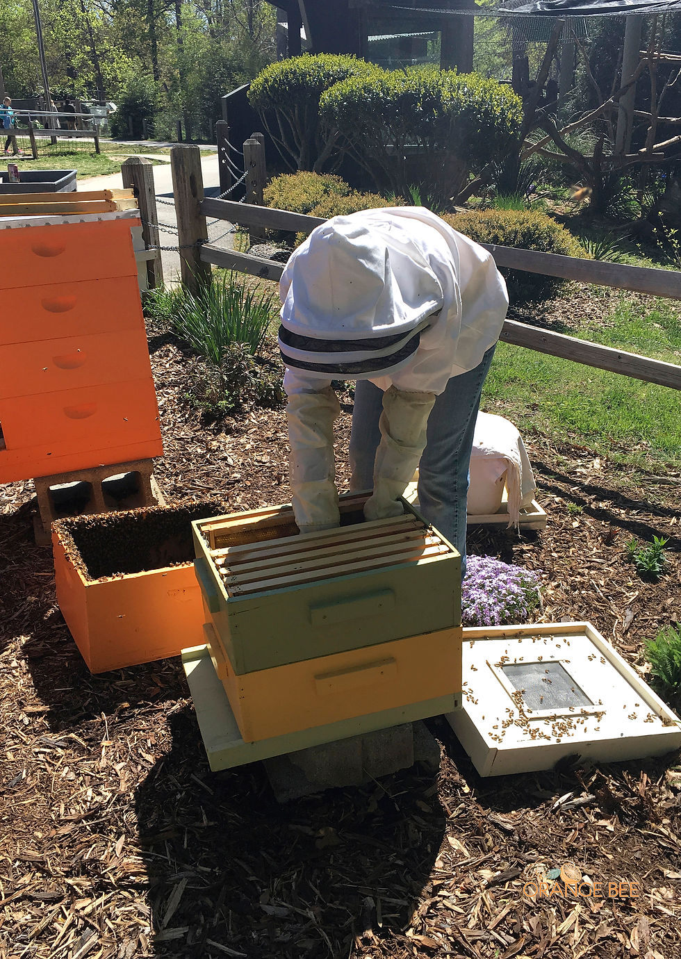 Placing the queen catcher inside the hive.