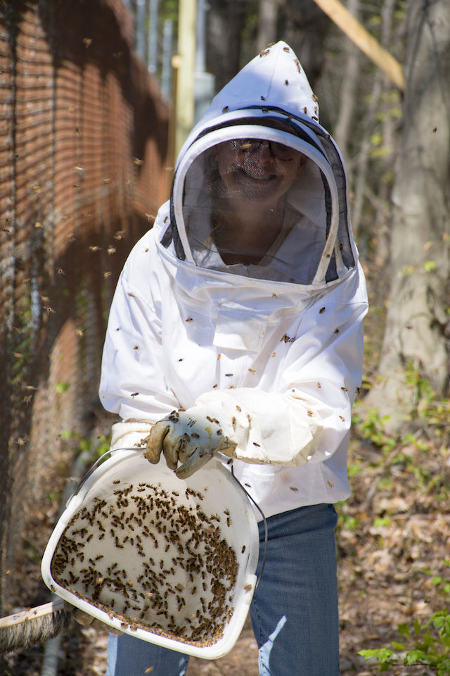 Another bucket of bees brushed from the fence into a bucket.