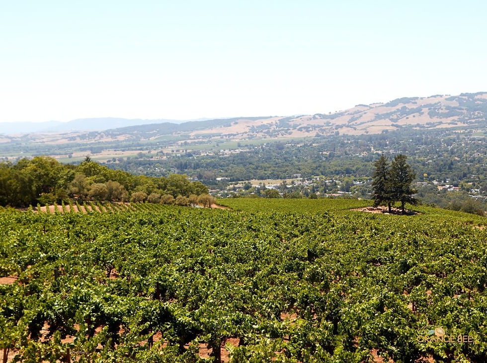 VineyardView