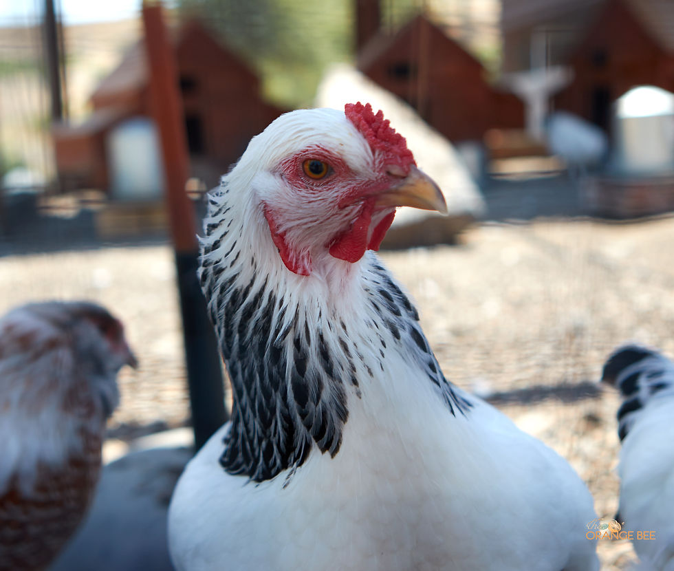 B Cellars Chickens