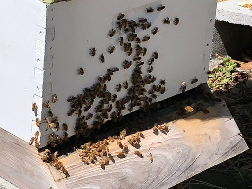 Spring 2019 Bee Report