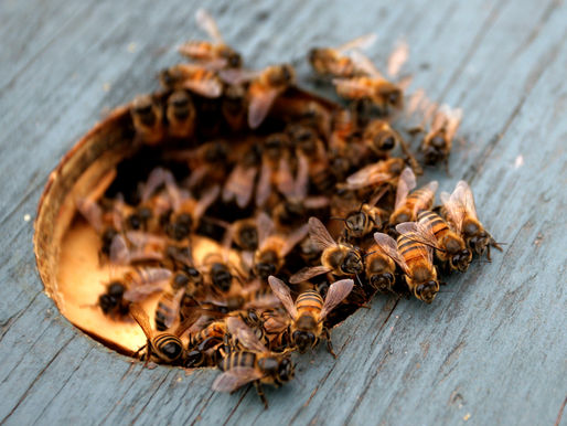 Exciting News – Essential Oils for Honey Bees